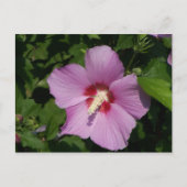 Carte Postale Beauté en rose (Devant)