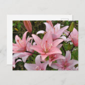 Carte Postale Beauté florale du lièvre rose (Devant / Derrière)