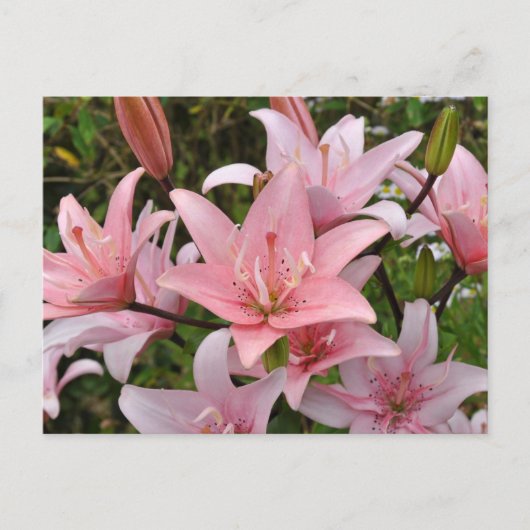 Carte Postale Beauté florale du lièvre rose (Devant)