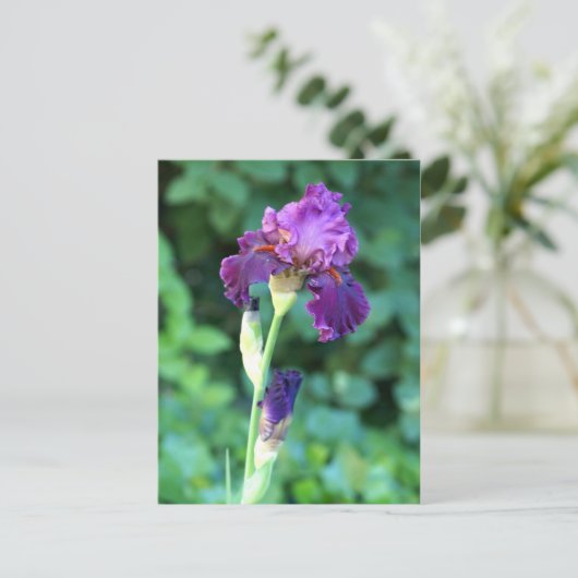 Carte Postale Beauté pourpre (Debout devant)