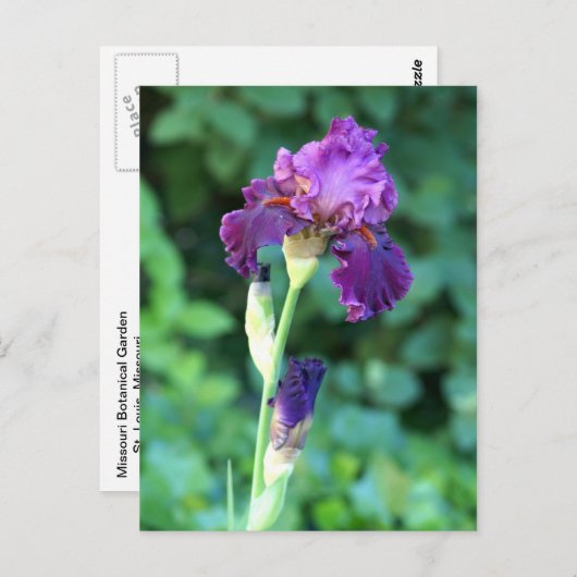 Carte Postale Beauté pourpre (Devant / Derrière)