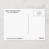 Carte Postale Beauté pourpre (Dos)