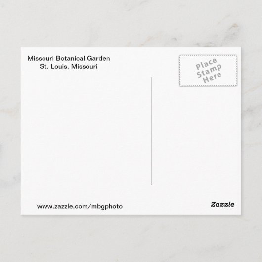 Carte Postale Beauté pourpre (Dos)