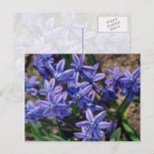 Carte Postale Beauté printanière, (Scilla Sibirica) fleurs (Devant / Derrière)