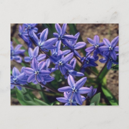 Carte Postale Beauté printanière, (Scilla Sibirica) fleurs (Devant)