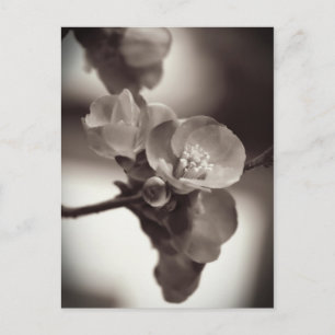 Carte Postale Beauté silencieuse