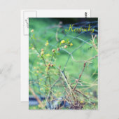 Carte Postale Beauté simple par Jersey Fawn (Devant / Derrière)