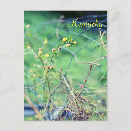 Carte Postale Beauté simple par Jersey Fawn (Devant)