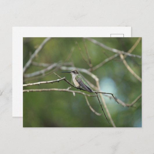 Carte Postale Beauté subtile (Devant / Derrière)