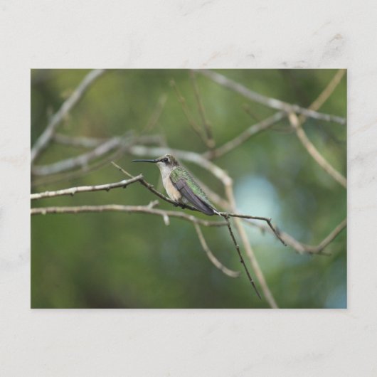 Carte Postale Beauté subtile (Devant)