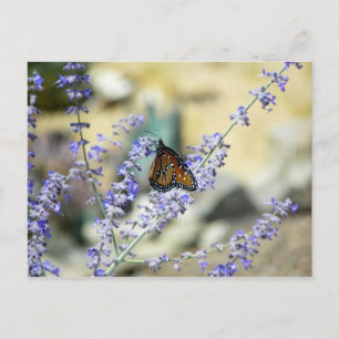 Carte Postale Beautés jardins (araignées aussi dans le mur de co