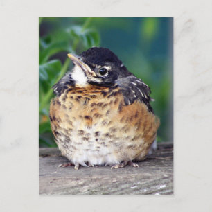 Carte Postale Beautiful bébé Robin