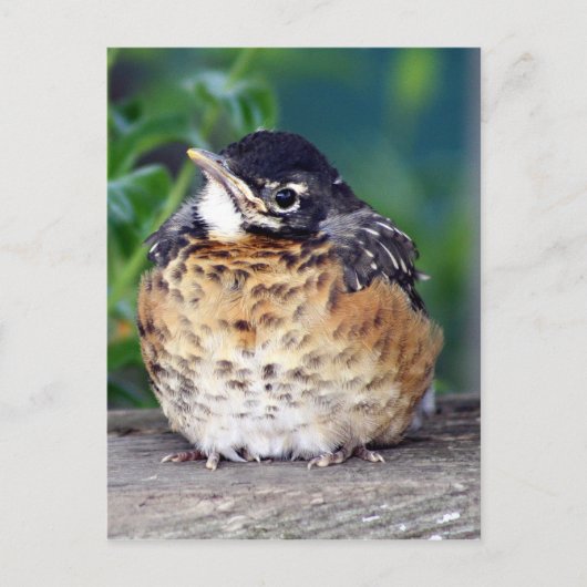Carte Postale Beautiful bébé Robin (Devant)