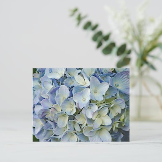 Carte Postale Beautiful Blue Hydrangea Flowers (Debout devant)