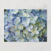 Carte Postale Beautiful Blue Hydrangea Flowers (Devant)