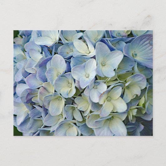 Carte Postale Beautiful Blue Hydrangea Flowers (Devant)