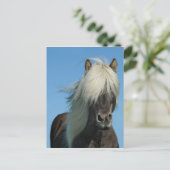 CARTE POSTALE BEAUTIFUL FJORD PONY HORSE STALLION (Debout devant)