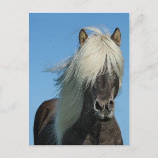 CARTE POSTALE BEAUTIFUL FJORD PONY HORSE STALLION (Devant)