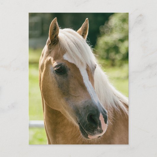 Carte Postale Beautiful haflinger horse (Devant)