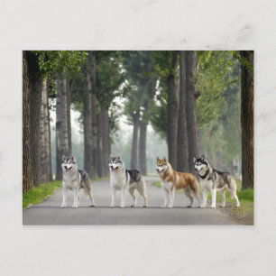 Carte Postale Beautiful Husky Dogs on Nature Trail