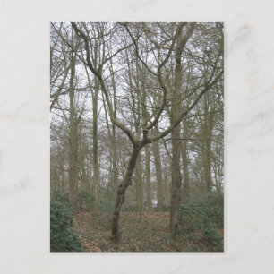 Carte Postale Beautiful Nature I, Send Ugly Postcard