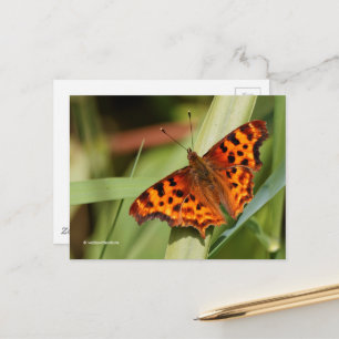 Carte Postale Beautiful Orange Satyr Comma Butterfly