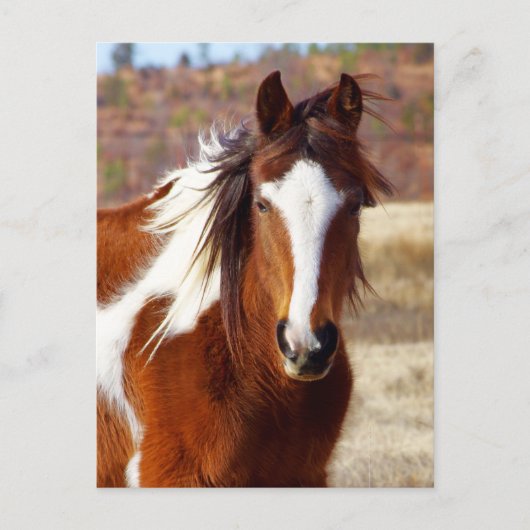 Carte Postale Beautiful Paint Horse Postcards (Devant)