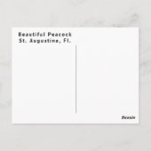 Carte Postale Beautiful Peacock Profile (Dos)