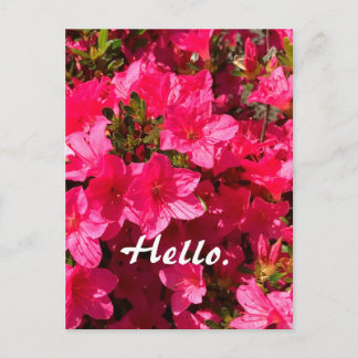 Carte Postale Beautiful Pink Azaleas Flowers Hello Postcards 2