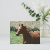 Carte Postale Beautiful Sorrel Gelding in Summer Pasture (Debout devant)
