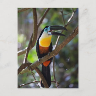 Carte Postale Beautiful toucan bird in a tree nature scenery