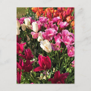 Carte Postale Beautiful Tulip