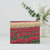 Carte Postale Beautiful Tulip Field (Debout devant)