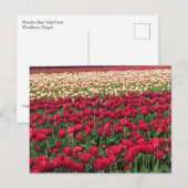 Carte Postale Beautiful Tulip Field (Devant / Derrière)