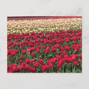 Carte Postale Beautiful Tulip Field