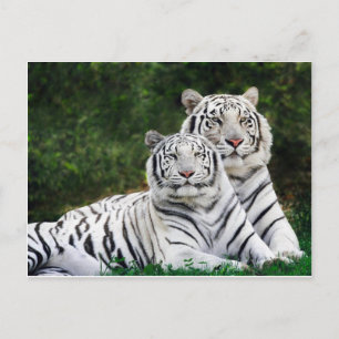 Carte Postale Beautiful White Tigers