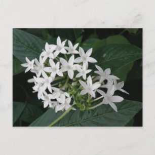 Carte Postale Beautiful White Tropical Flowers Postcard