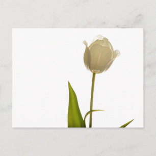 Carte Postale Beautiful white tulip on white background
