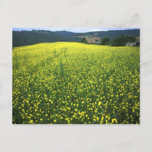 Carte Postale Beautiful yellow flower covered fields of San