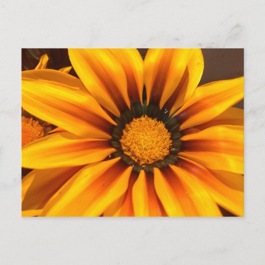 Carte Postale Beautiful Yellow Gazania (Devant)