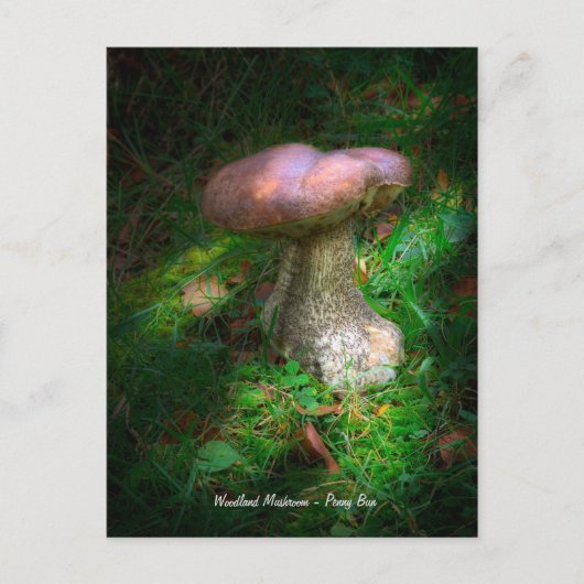 Carte Postale Beaux-Arts, Champignon des bois - Cèpe, Tête de nè (Devant)