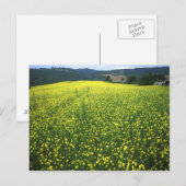 Carte Postale Beaux champs de fleurs jaunes de San (Devant / Derrière)