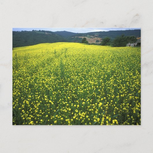 Carte Postale Beaux champs de fleurs jaunes de San (Devant)