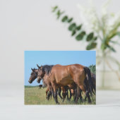 Carte Postale Beaux Chevaux de Baie (Debout devant)