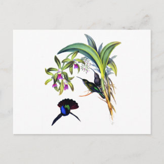 Carte Postale Beaux colibris et orchidées pourpres