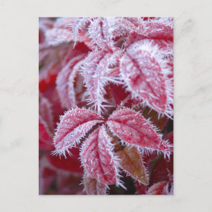 Carte Postale Beaux feuilles rouges avec givre épicé.