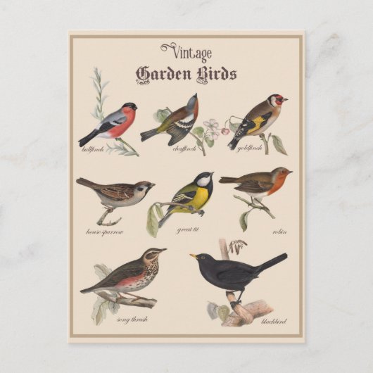 Carte Postale Beaux oiseaux de jardin Vintages (Devant)