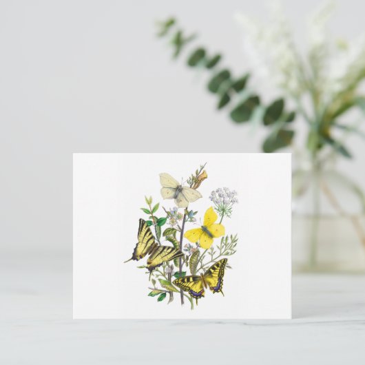 Carte Postale Beaux papillons (Debout devant)