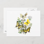 Carte Postale Beaux papillons (Devant / Derrière)