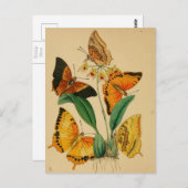 Carte Postale Beaux papillons de jardin vintage (Devant / Derrière)